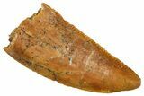 Serrated Raptor Tooth - Real Dinosaur Tooth #371400-1